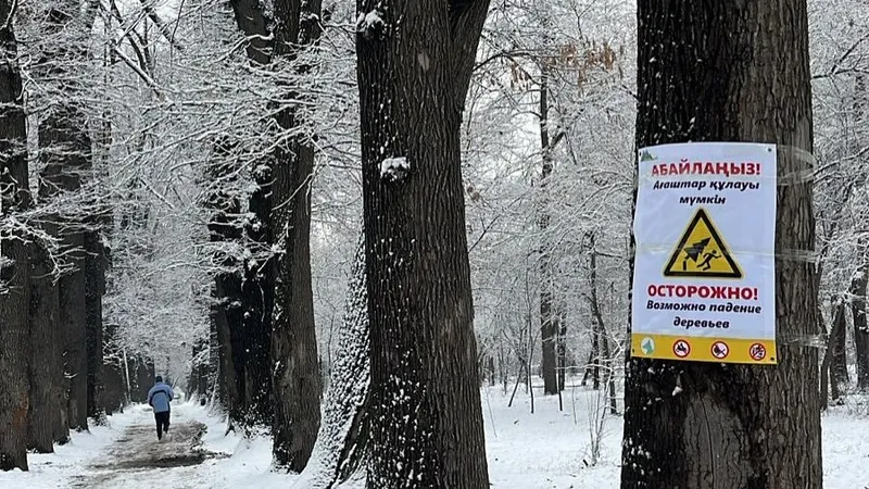 В Алматы сделали заявление по поводу Рощи Баума