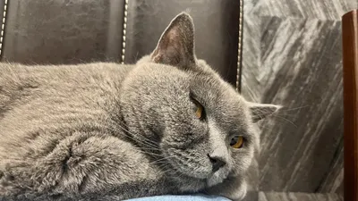 Каким командам можно научить кошку, фото - Новости Zakon.kz от 27.02.2025 13:08