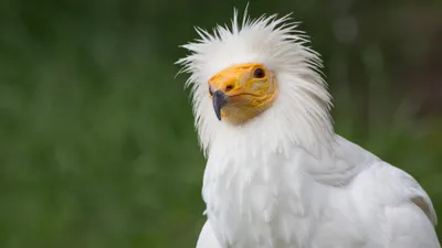 в Казахстане названа птица года, фото - Новости Zakon.kz от 28.02.2025 13:21