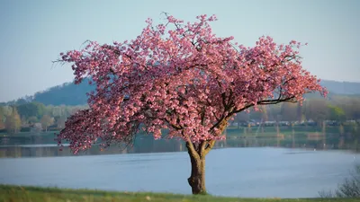 Весна, дерево, голубое небо, фото - Новости Zakon.kz от 01.03.2025 03:10