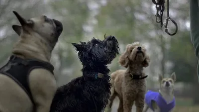 как научить собаку "разговаривать", фото - Новости Zakon.kz от 01.03.2025 01:56
