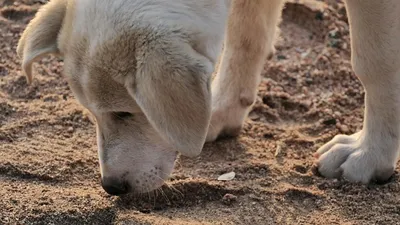 первоклассник умер по пути в школу от испуга, фото - Новости Zakon.kz от 28.02.2025 21:36