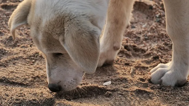 Первоклассник умер по пути в школу в Актобе: отец ребенка рассказал детали трагедии