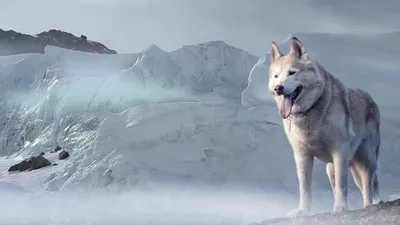 Собака, лед, север, ледниковый период, фото - Новости Zakon.kz от 01.03.2025 07:56