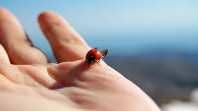 Рука, божья коровка, небо, фото - Новости Zakon.kz от 03.03.2025 07:20