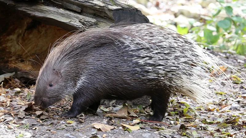 Редких животных удалось снять на камеру в нацпарке "Сайрам-Угам"