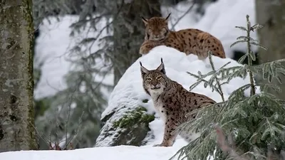 рысь во время охоты снял на видео очевидец в Павлодарской области, фото - Новости Zakon.kz от 04.03.2025 18:56
