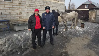 Сбежавшая лошадь, Семей, центр Семея, центр города, ловили всем городом, сотрясение мозга, перелом ребер, фото - Новости Zakon.kz от 05.03.2025 13:42