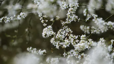 Дерево, ветки, цветы, фото - Новости Zakon.kz от 05.03.2025 07:21