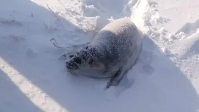 Сколько тюленей спасли в степях Мангистау , фото - Новости Zakon.kz от 05.03.2025 22:41