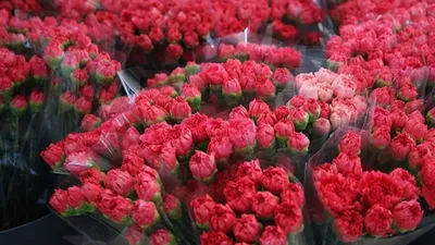 Турция к 8 марта отправила рекордное количество срезанных цветов , фото - Новости Zakon.kz от 06.03.2025 08:50
