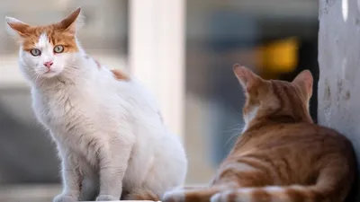 На MWC 2025 представили первый в мире смартфон для кошек и собак, фото - Новости Zakon.kz от 06.03.2025 05:50