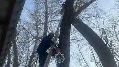 МЧС РК, дерево, снимали с дерева человека,, фото - Новости Zakon.kz от 08.03.2025 09:28