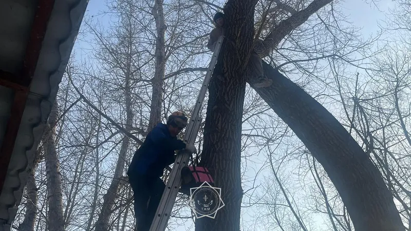 В Павлодаре снимали с дерева юношу, который пытался спасти кота