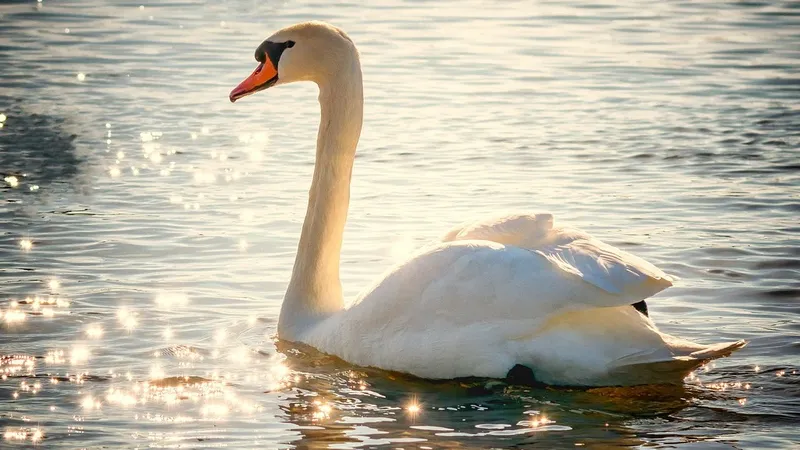 Помощь людей понадобилась диким уткам и лебедям после снежной бури в Актау