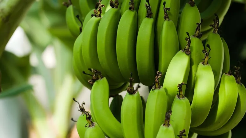 Выращивание бананов под угрозой из-за климата – ученые