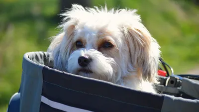 Собака в сумке, фото - Новости Zakon.kz от 09.03.2025 07:30