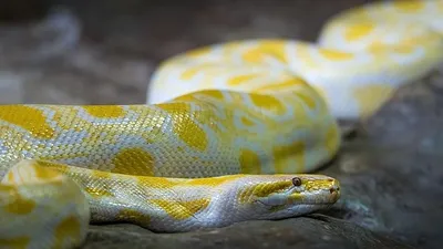 игры австралийских детей шокировали пользователей Сети, фото - Новости Zakon.kz от 11.03.2025 01:52