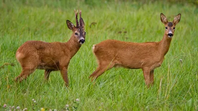 В Казахстане обновили размеры возмещения за уничтоженных животных и птиц, фото - Новости Zakon.kz от 11.03.2025 10:34