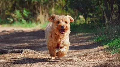 Разработаны правила выгула и содержания животных в Алматы, фото - Новости Zakon.kz от 11.03.2025 16:23