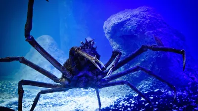 Организм на дне океана, фото - Новости Zakon.kz от 11.03.2025 06:45