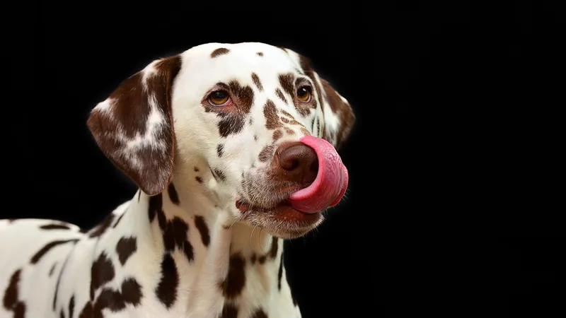 Собака случайно застрелила своего хозяина в США