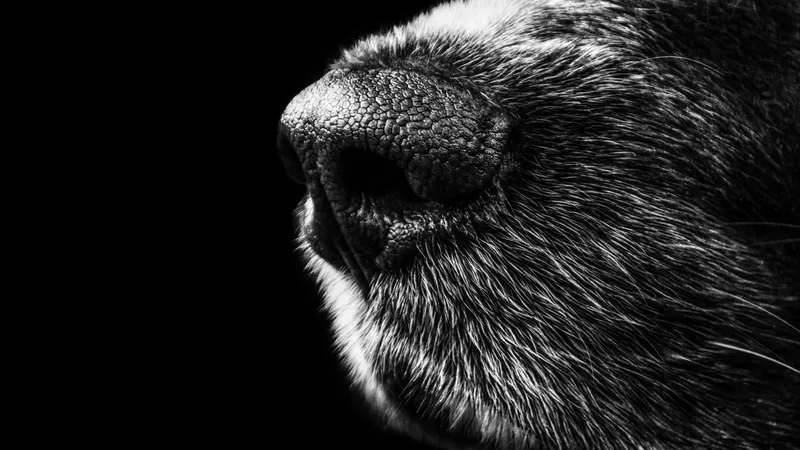 Китаянка клонировала любимую собаку за 11 млн тенге