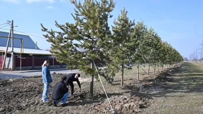 саженцы Карасу, фото - Новости Zakon.kz от 12.03.2025 17:12