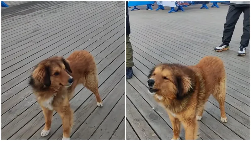 Сеть покорил пес, "подпевающий" гимну Казахстана