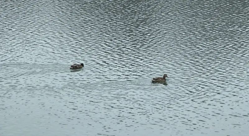 Аэропортовское озеро, фото - Новости Zakon.kz от 17.03.2025 16:33