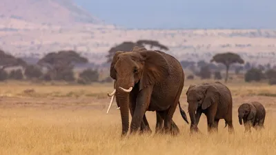 Животные, природа, деревья, фото - Новости Zakon.kz от 15.03.2025 06:35