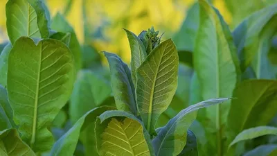 табак способен спасать жизни людей, фото - Новости Zakon.kz от 16.03.2025 00:38