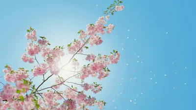 Казахстан, погода, 30-градусная жара, прогноз на три дня, фото - Новости Zakon.kz от 17.03.2025 11:04