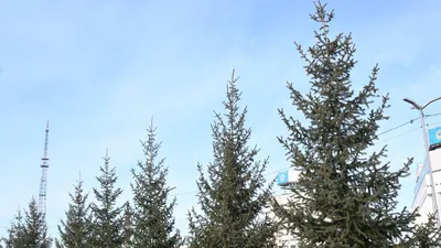 Деревья, ели, экология, Алматы, фото - Новости Zakon.kz от 19.03.2025 12:51