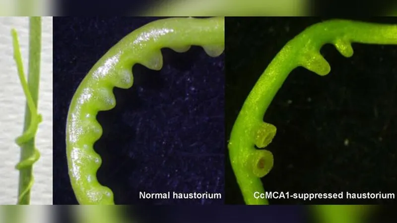 Тайны растения-вампира раскрыли в Японии