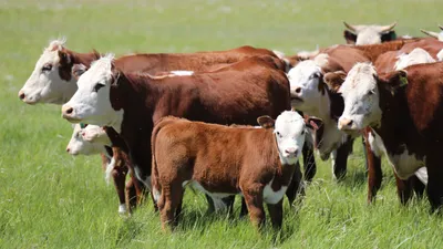 , фото - Новости Zakon.kz от 16.05.2025 09:17