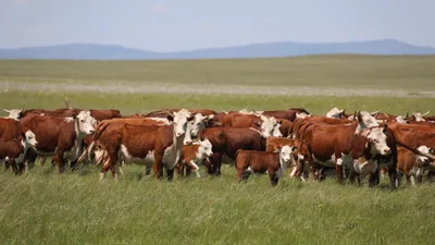 Корова, коровы, крупный рогатый скот, скотоводство, фермерское хозяйство, животноводство, пастбище, сурет - Zakon.kz жаңалық 01.07.2025 12:56