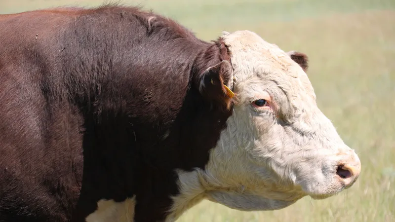 В МСХ предложили ввести уголовную ответственность для торговцев мясом без документов