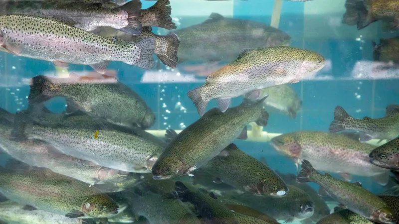 Перечень рыбохозяйственных водоемов утвердили в Казахстане