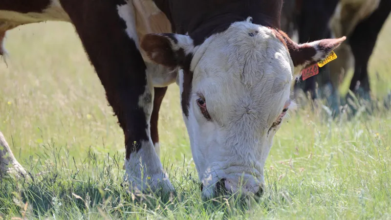 Идентификация сельскохозяйственных животных: внесены изменения