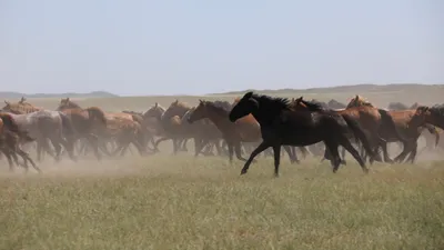 Лошадь, лошади, кони, конь, коневодство, пастбище, сурет - Zakon.kz жаңалық 24.12.2025 16:40