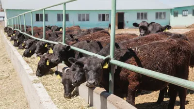 Корова, коровы, крупный рогатый скот, скотоводство, фермерское хозяйство, животноводство, пастбище, фото - Новости Zakon.kz от 29.07.2025 14:47