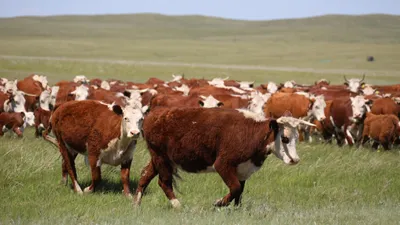 Корова, коровы, крупный рогатый скот, скотоводство, фермерское хозяйство, животноводство, пастбище, фото - Новости Zakon.kz от 29.10.2025 16:48