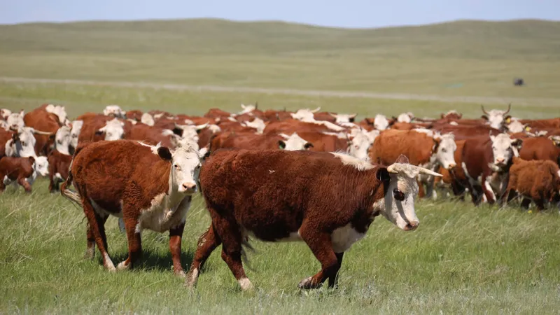 В Казахстане списали 5 млн голов скота: Не могли относиться к разряду живых