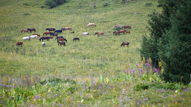 Оңтүстік Қазақстанда полицейлер жоғалған бір үйір жылқыны тауып берді