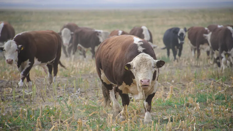 Павлодар өңірінде қараусыз жайылған мал саны артып отыр