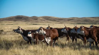 Корова, коровы, крупный рогатый скот, скотоводство, фермерское хозяйство, животноводство, пастбище, сурет - Zakon.kz жаңалық 10.02.2026 13:45