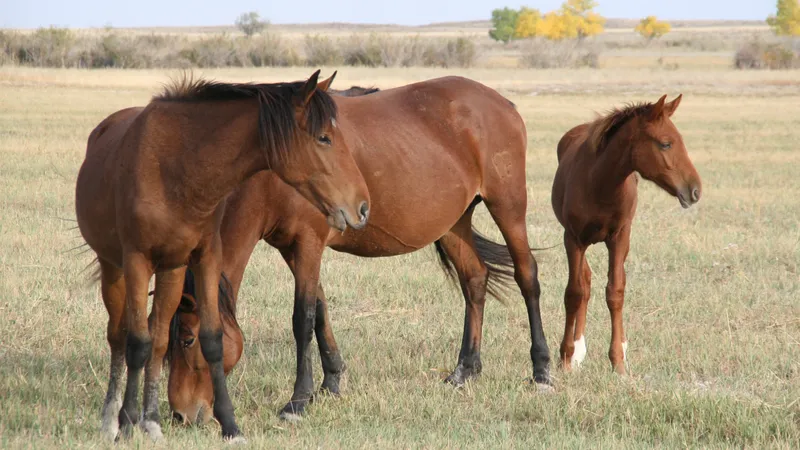 Волки грызут скот и жители боятся выходить на улицу в Туркестанской области