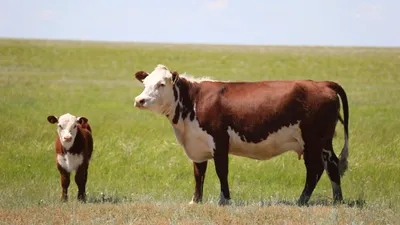 Корова, коровы, крупный рогатый скот, скотоводство, фермерское хозяйство, животноводство, пастбище, фото - Новости Zakon.kz от 01.07.2025 12:37