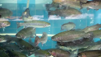 Рыба, рыболовство, рыбный отдел, фото - Новости Zakon.kz от 29.09.2025 14:50